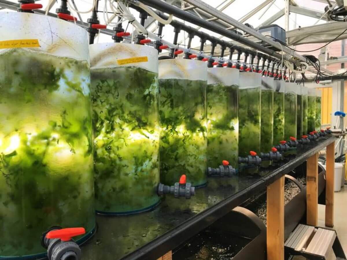 Proteins from seaweed, such as sea lettuce, have the potential to become an important food component. However, the proteins are often tightly bound, but now researchers at Chalmers University of Technology, in Sweden, have found a new way to extract these proteins three times more efficiently than before. Here, sea lettuce is grown in tanks containing water that was previously used in the seafood industry. Through this cultivation, they take up nutrients that would otherwise have been discarded. 