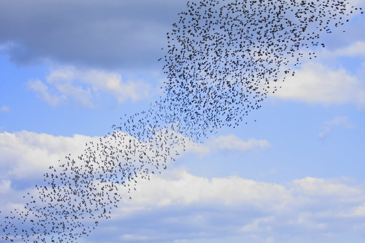Flock of birds 