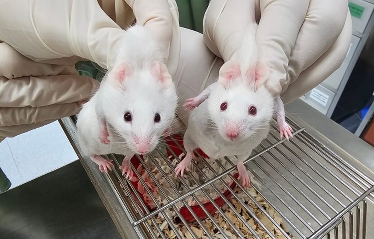 Chimeric-and-wildtype-mise-comparison