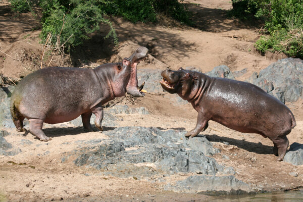 Hippos Fighting - Serengeti Wildlife Conservation Area, Tanzania