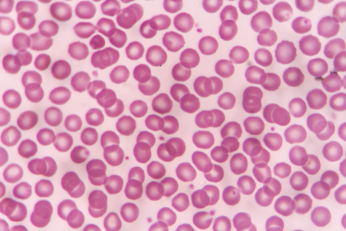 Red blood cells