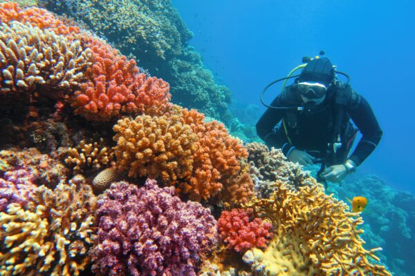 Scuba diver admires a colorful coral reef