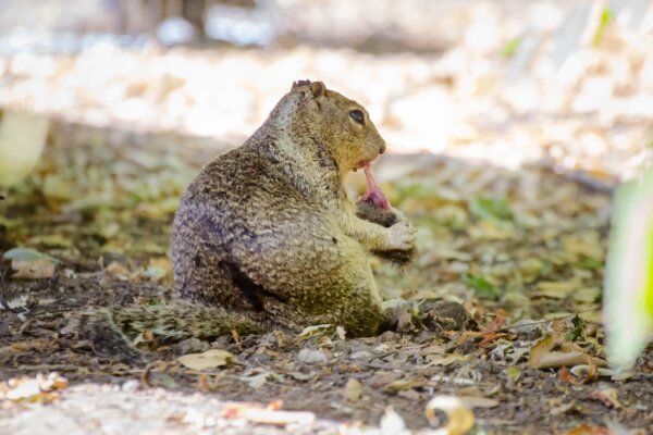 A California ground squirrel dines on a vole it hunted in a Bay Area regional park.
