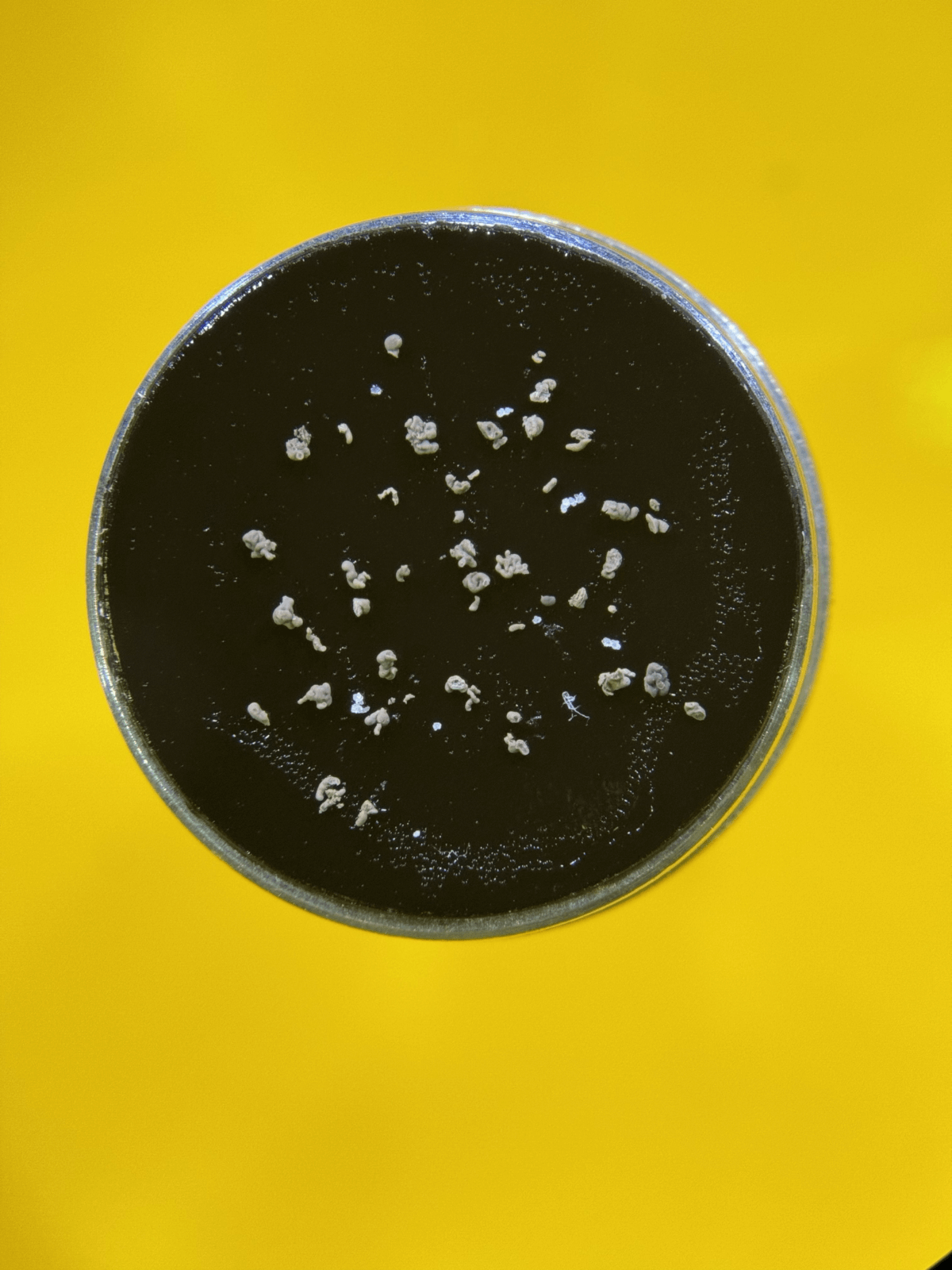 Pieces of trunk organoids are fixed in tape.