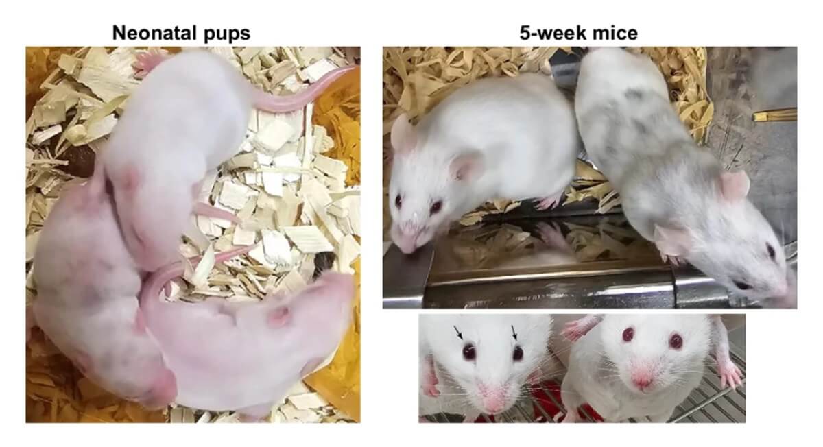 Chimeric mice generated from full-length Salhel-Sox-I iPSC lines displaying black coat patches and eyes (indicated by arrows) representing their iPSC origin, in contrast to the wildtype mouse exhibiting a white coat and red eyes.