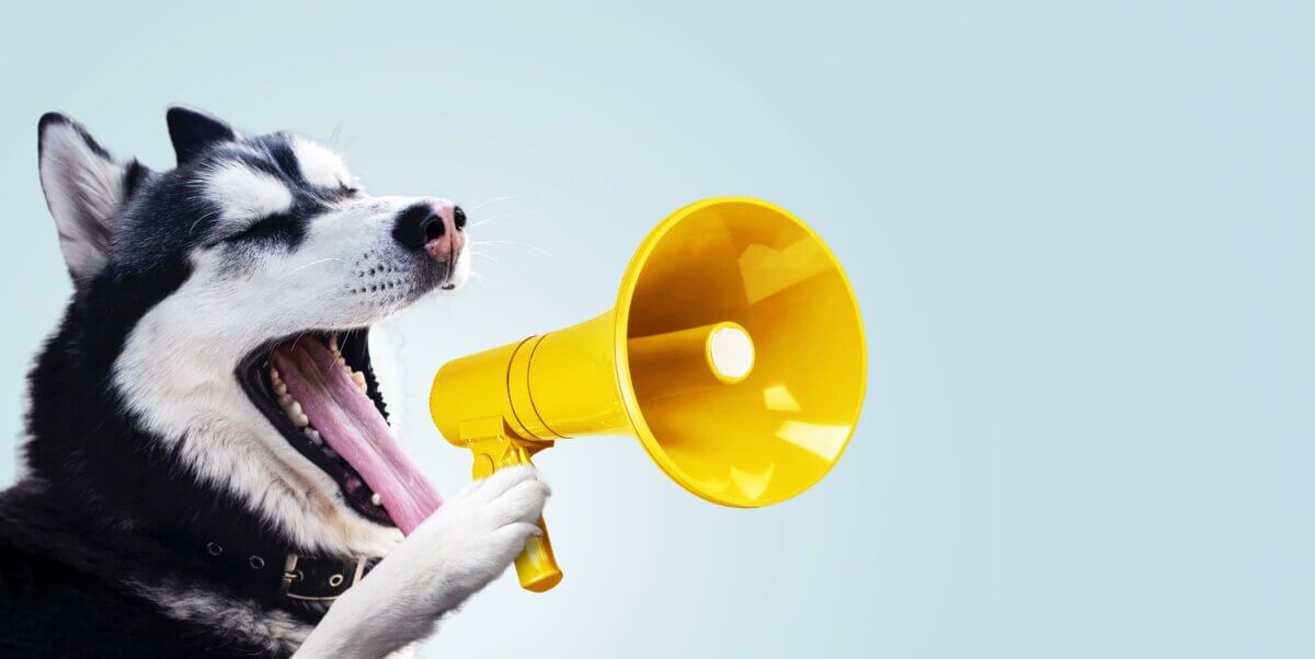 A Husky “talking” into a megaphone