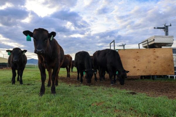 Beef steers graze on a ranch in Dillon, Montana. The machine nearby releases a seaweed supplement while also measuring the cattle's methane emissions.