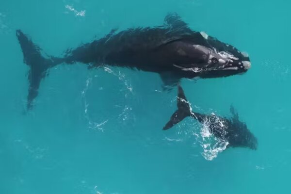 Animals with long lifespans tend to reproduce extremely slowly.