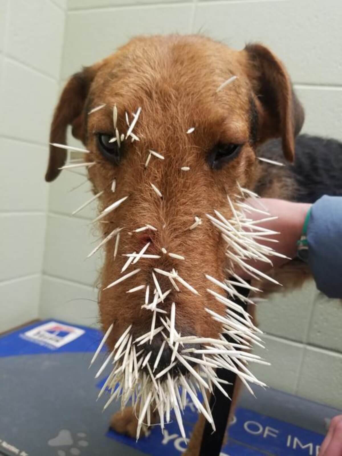 An Airedale dog with porcupine needles in his nose