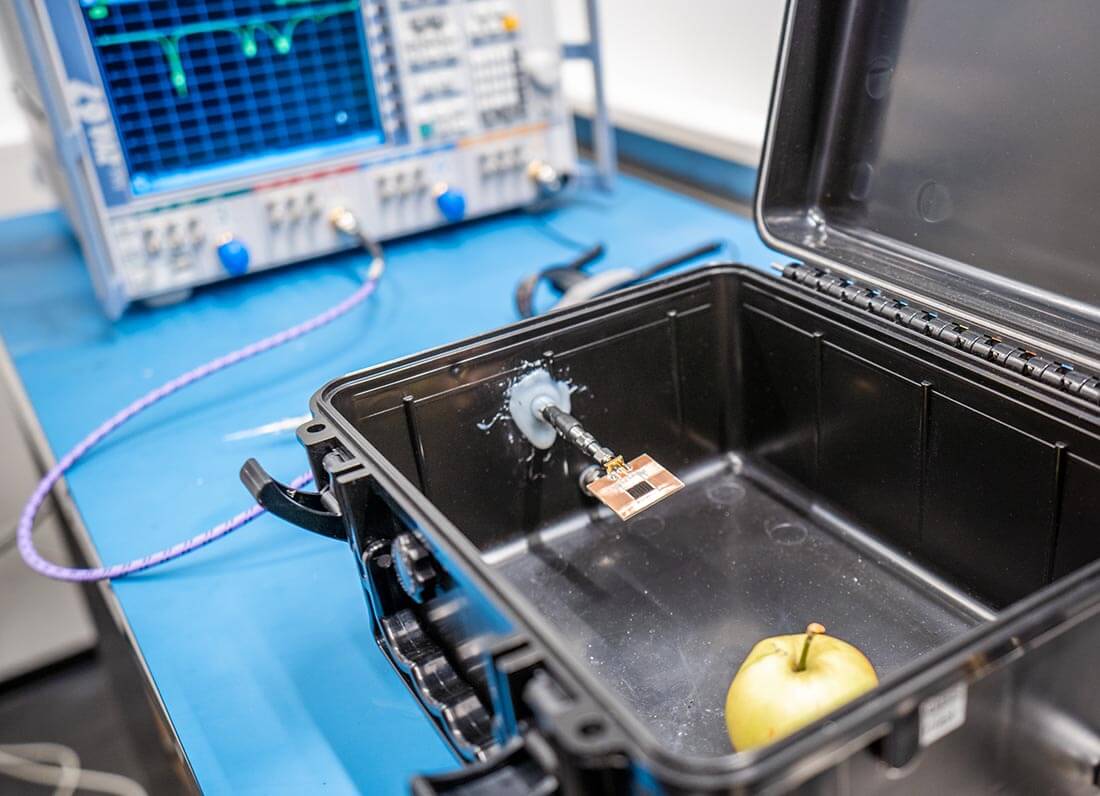 Ant nose “sniffing” damaged apple