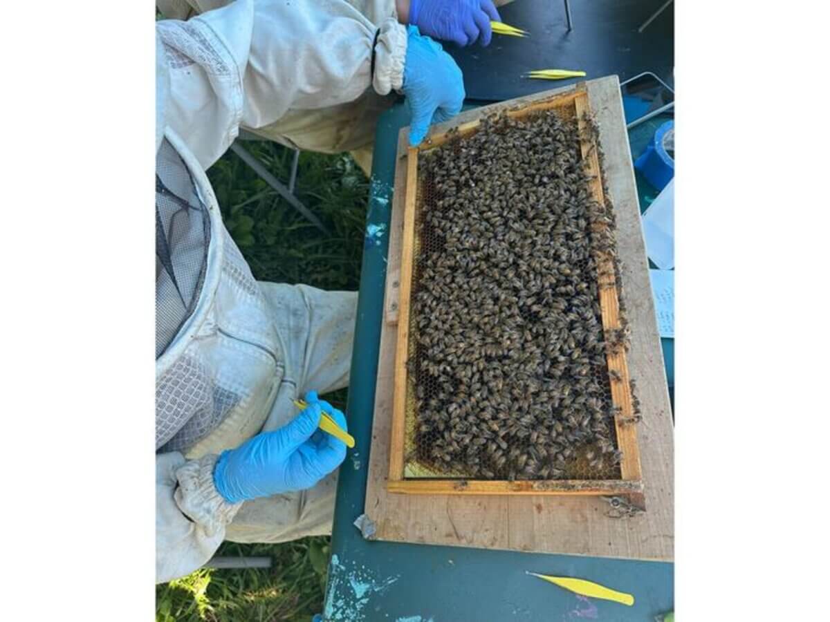 Beekeepers monitoring a beehive
