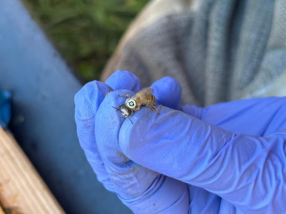 A bee wearing a QR code tracker on its back