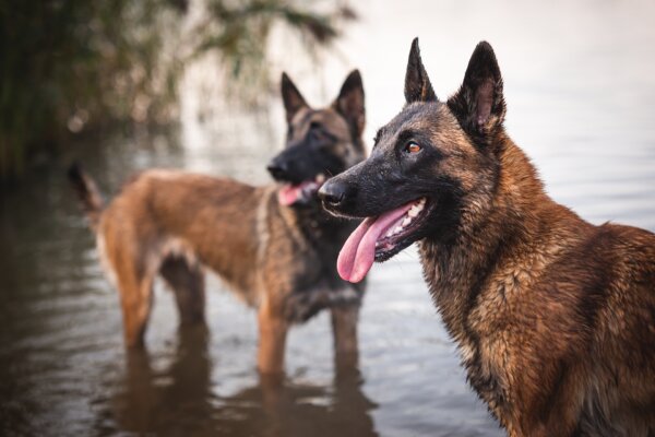 Belgian Shepherd Malinois playing in water