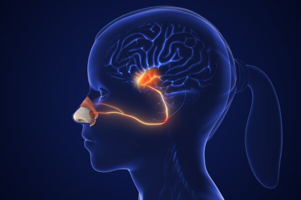 Olfactory sensory nerve pathway