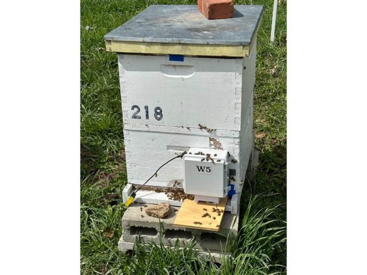 Bee hive cameras