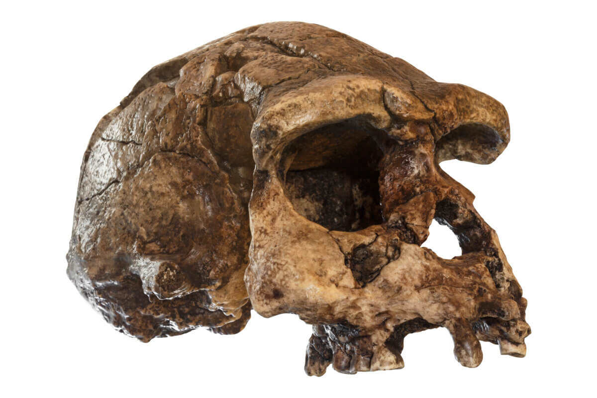 Homo erectus skull