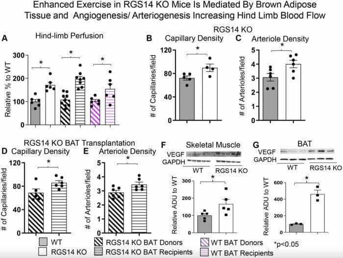 Mouse experiment for brown fat tissue transplant