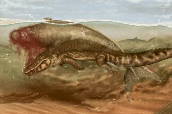 Sea cow being attacked by a crocodile