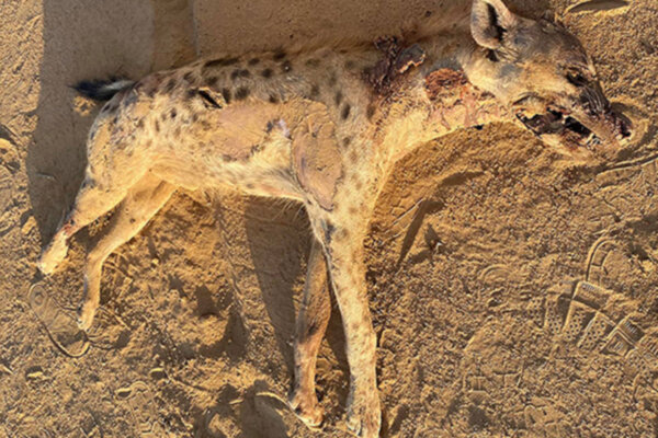 The spotted hyena’s cadaver in Elba Protected Area
