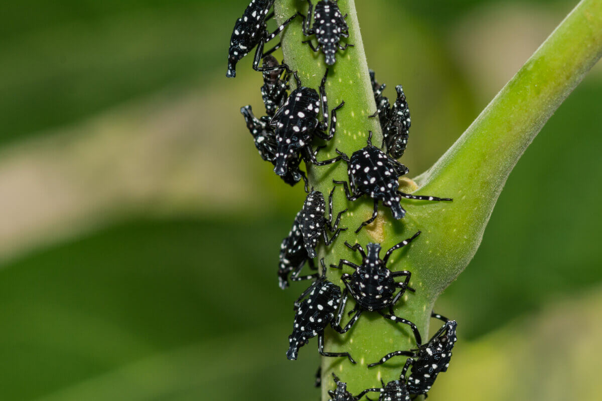 Spotted Lanternfly Nymph - Lycorma delicatula. A close up of the invasive Spotted Lanternfly Nymphs found in New Jersey.