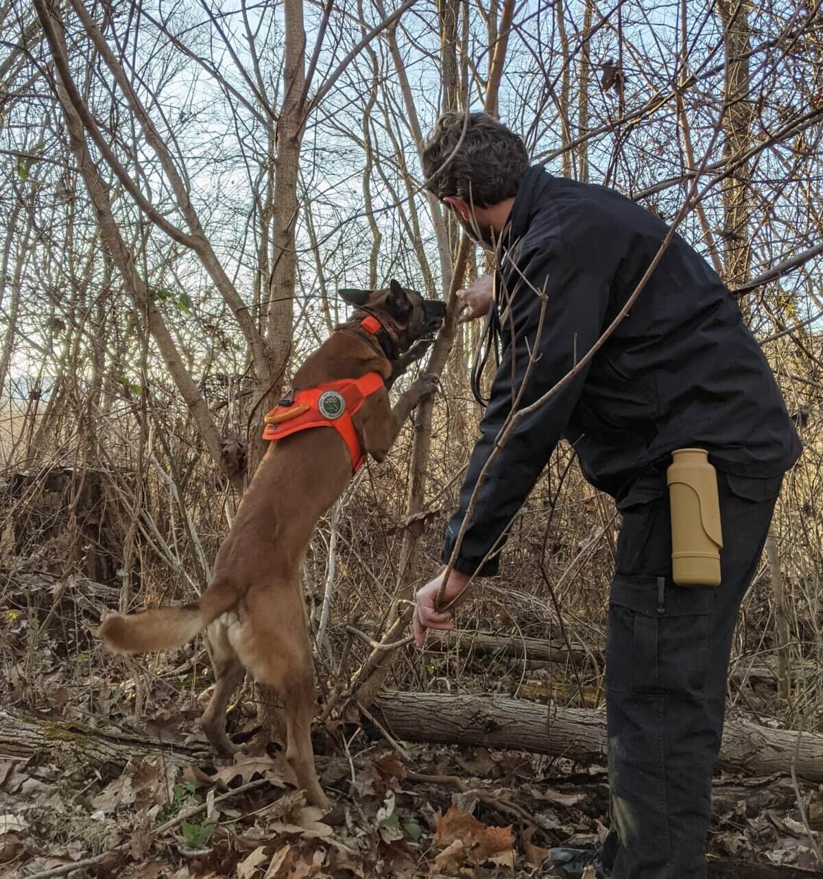 The Belgian Malinois, Fagan, sniffs out spotted lanternfly egg masses.