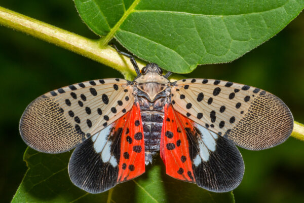Spotted Lanternfly - Lycorma delicatula. The invasive Spotted Lanternfly on its host plant Ailanthus at Waverly Park in Connecticut.
