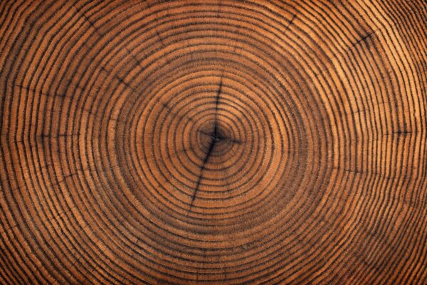 Tree rings