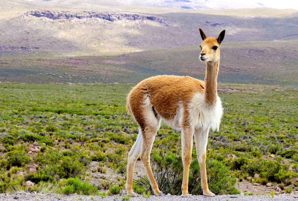 Vicuña on a mountaintop
