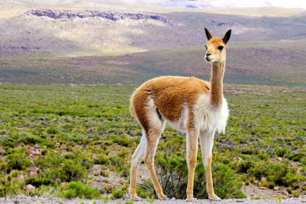 Vicuña on a mountaintop