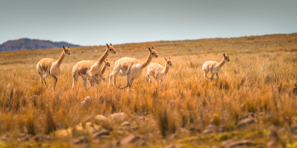 Vicuna running in the Andes of Peru