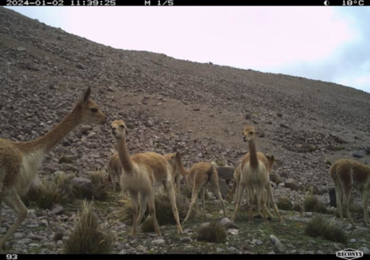 Vicunas