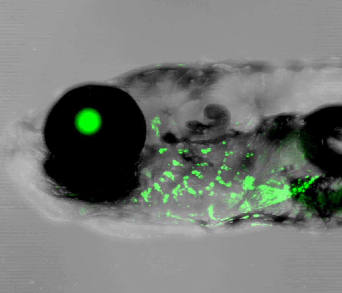 Zebrafish gills for ear evolution study