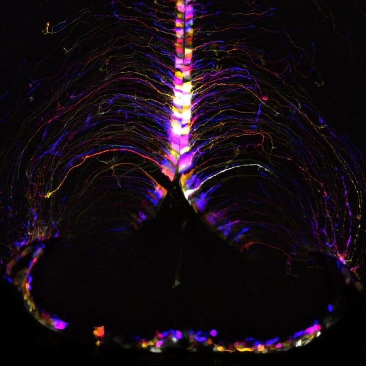 A map of a mouse brain