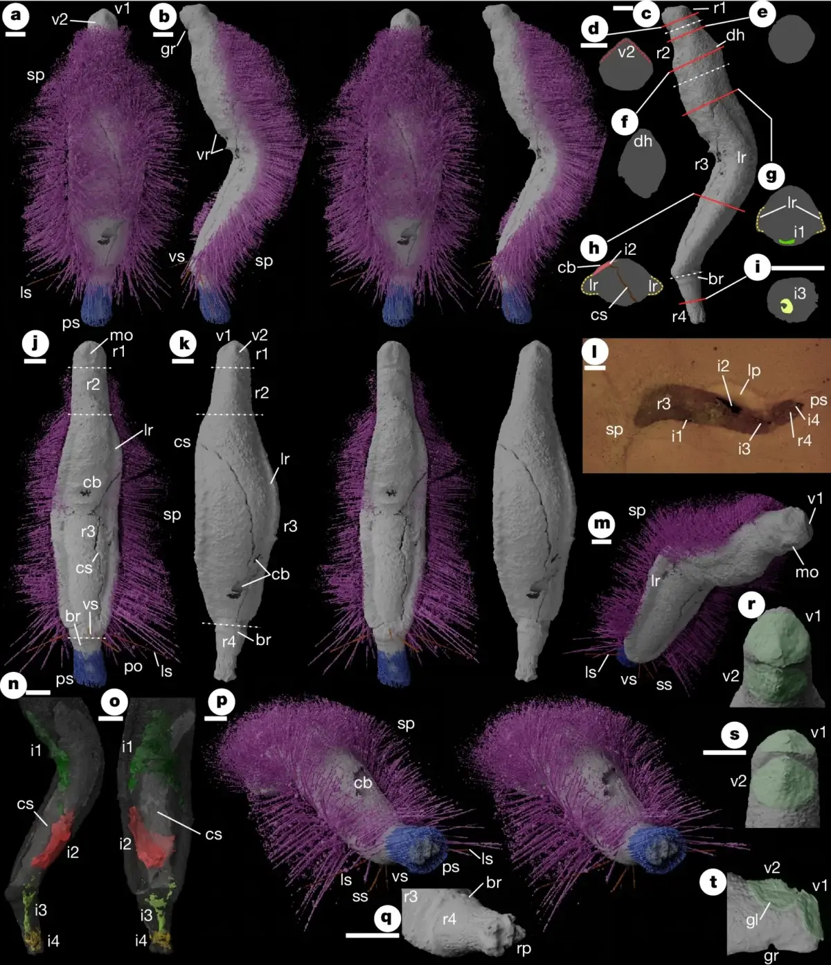 Holotype of Emo vorticaudum