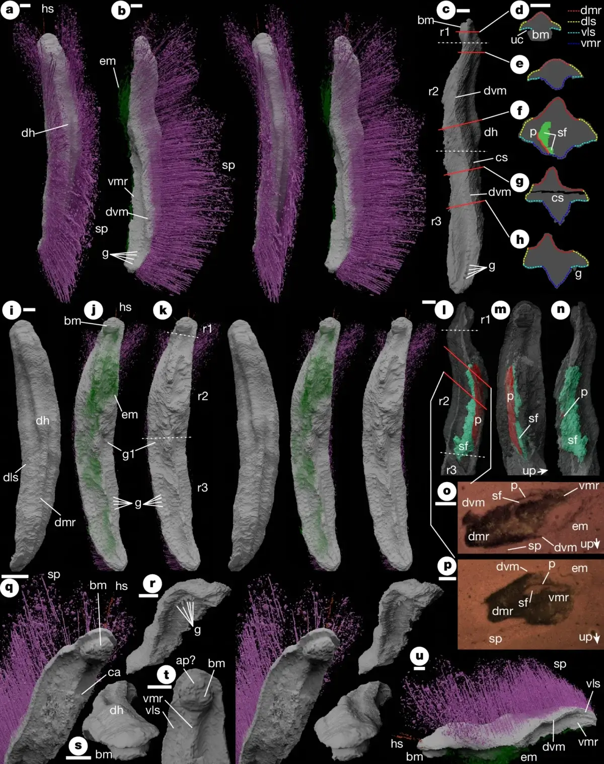 Holotype of Punk ferox