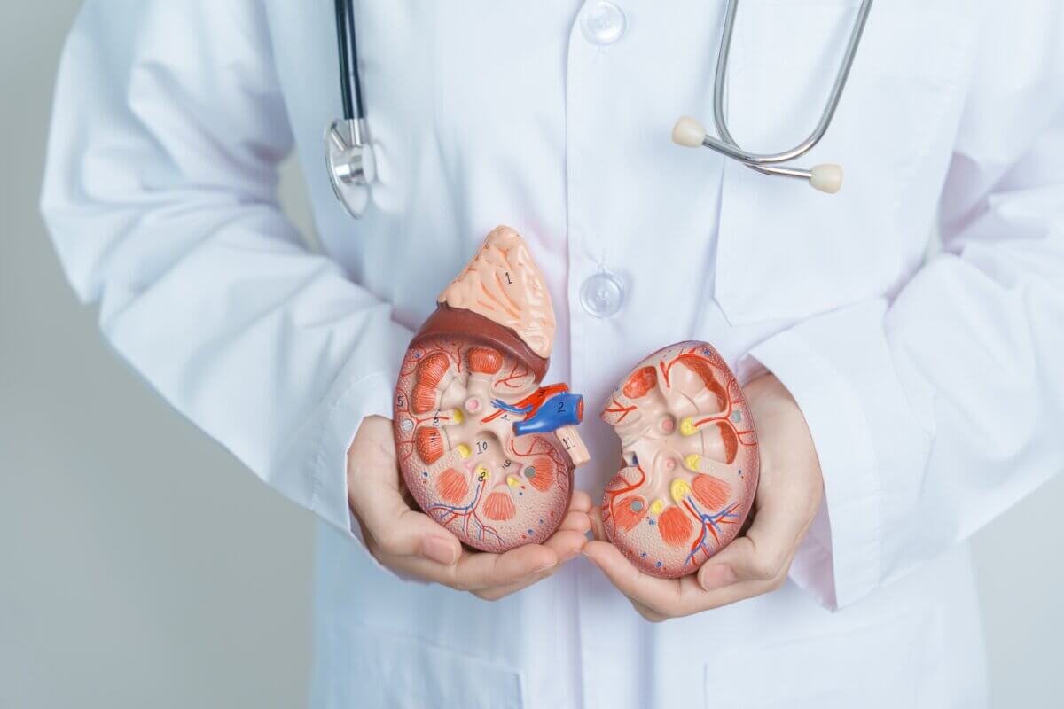 A model of the adrenal gland