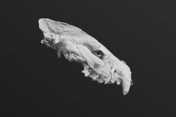 Bastetodon syrtos reconstruction