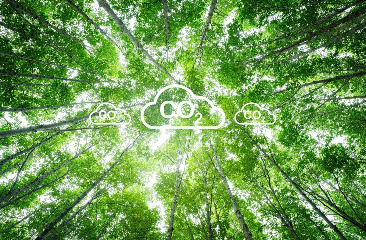 Natural carbon sink