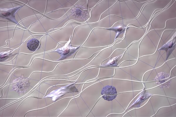 The skin's extracellular matrix