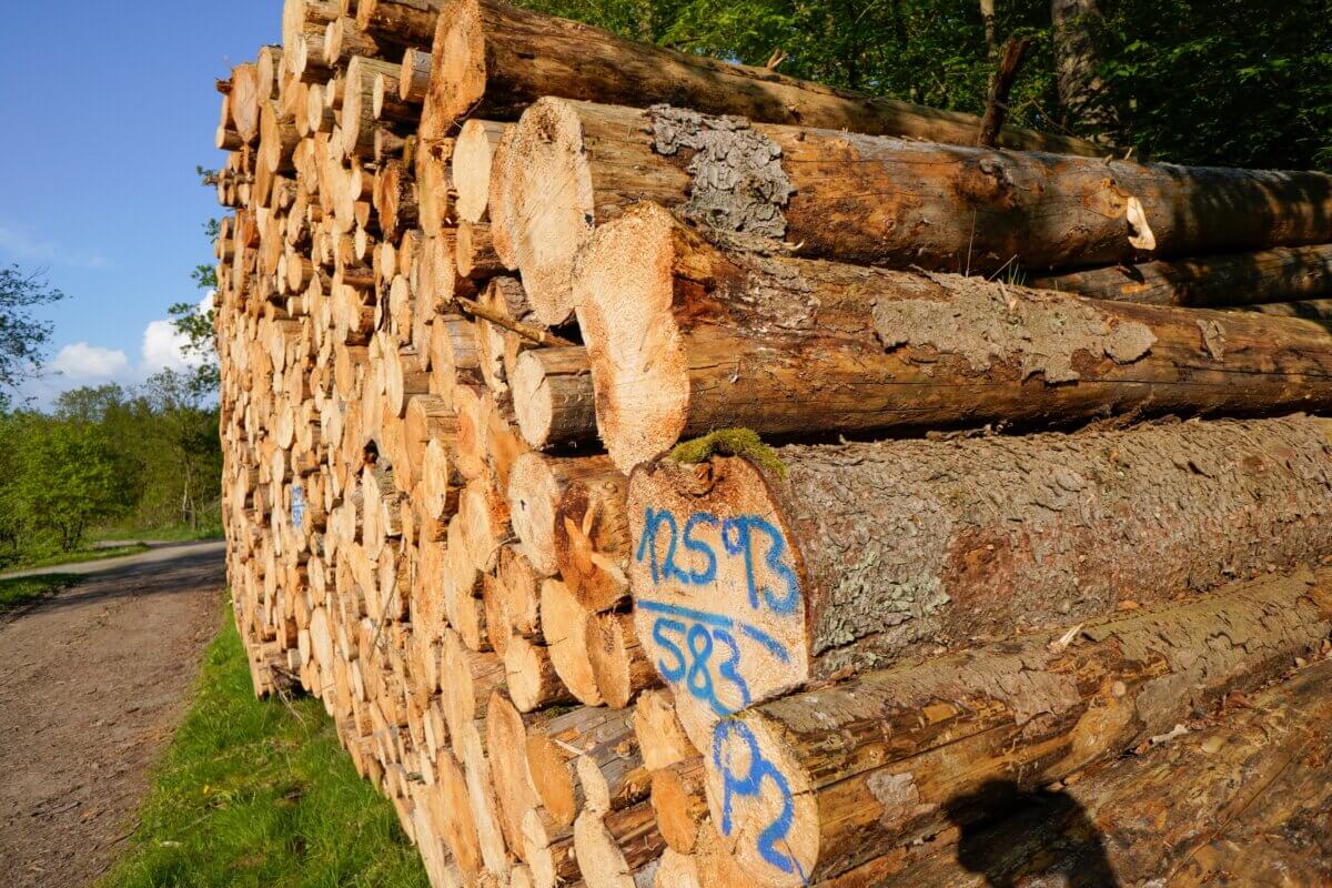 Trees removed because of beetle infestation