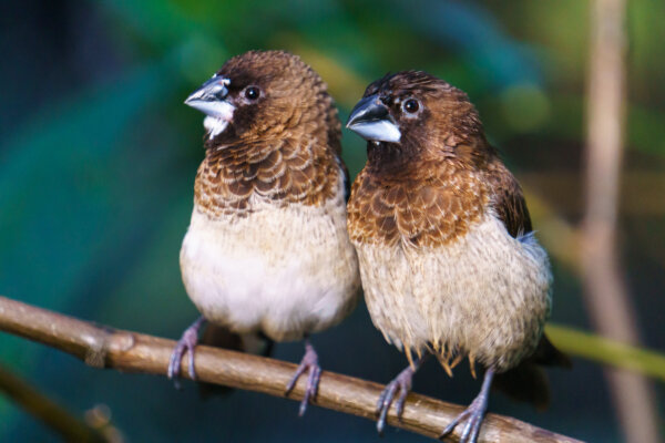 Finches sitting on a branch