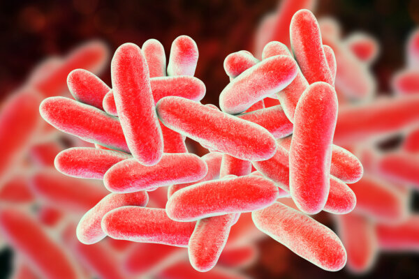 Legionella pneumophila bacteria, 3D illustration, the causative agent of Legionnaire's disease