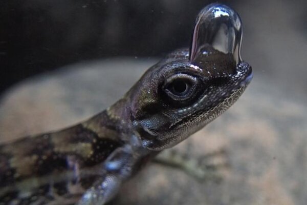 Water anole breathing through an air bubble
