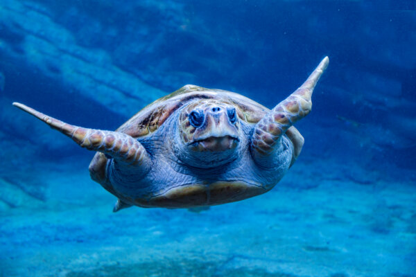 Loggerhead turtle photographed underwater.