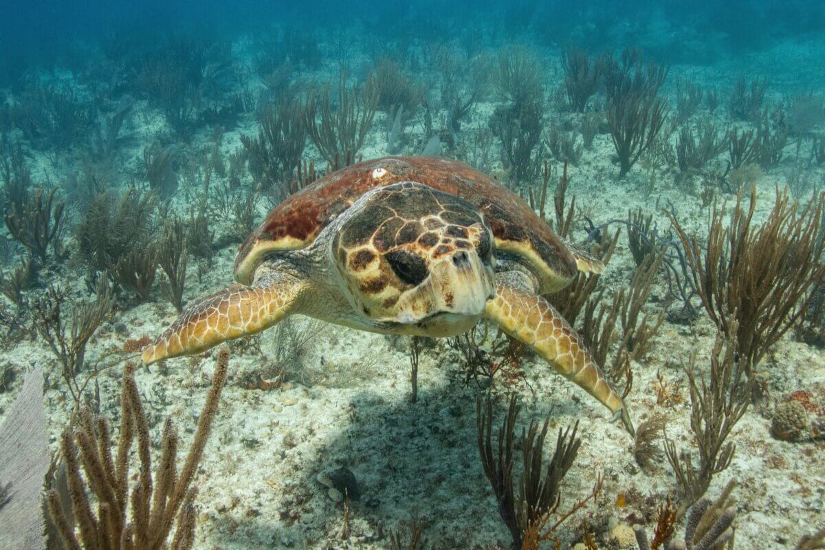Loggerhead turtle swimming over a coral reef