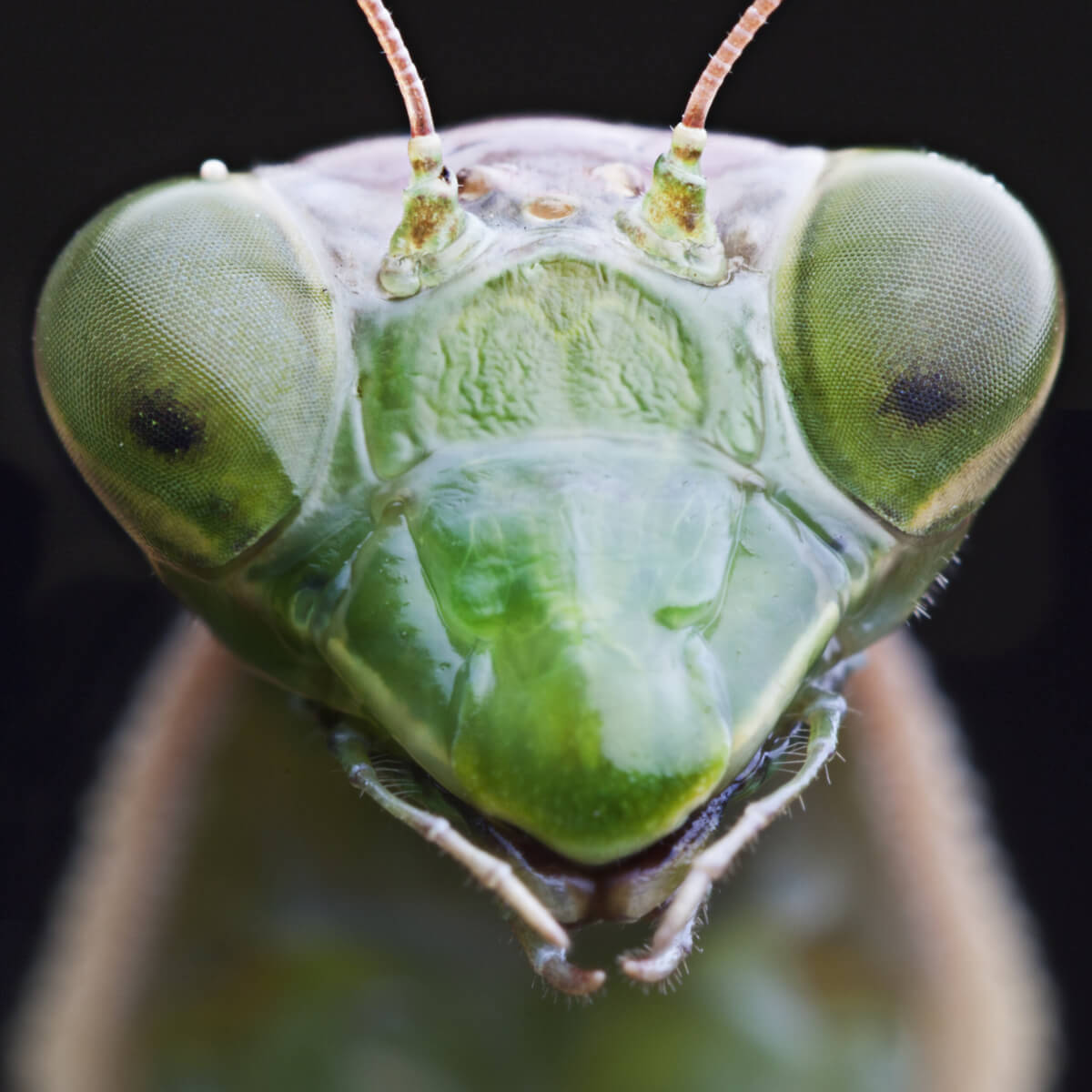 Playing Mantis Perception Revolutionizing Depth Perception: Praying Mantis-inspired Vision Systems