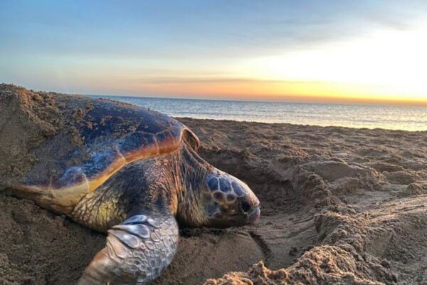 A loggerhead turtle nesting.