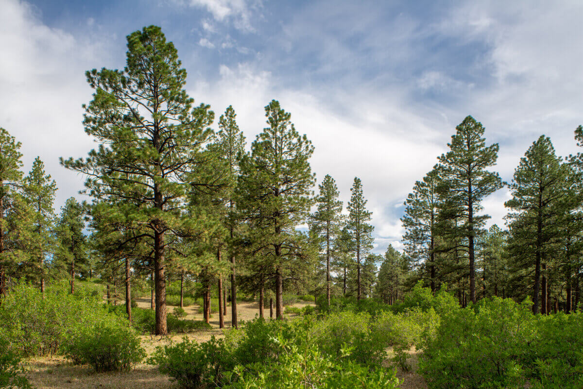Ponderosa pines in Colorado's San Juan National Forest.