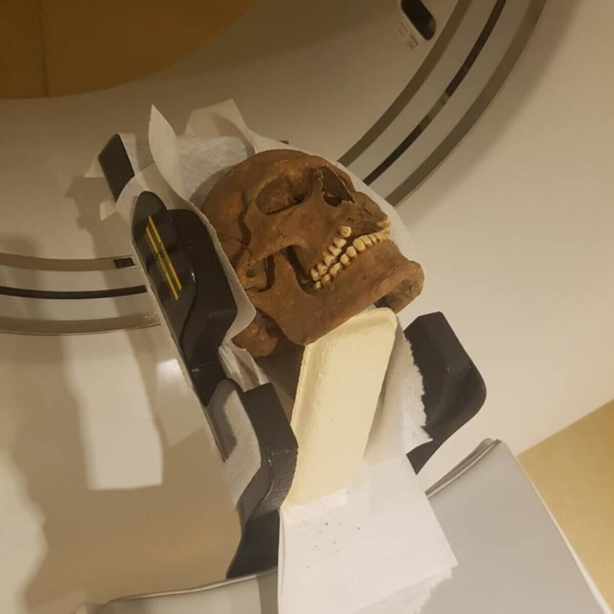 Viking-era skull