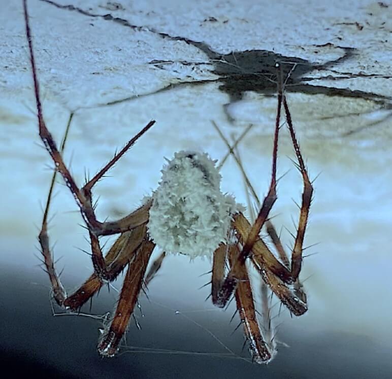 Zombie spider